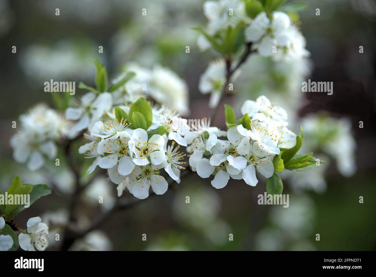 Plum blossoms in garden during spring Stock Photo