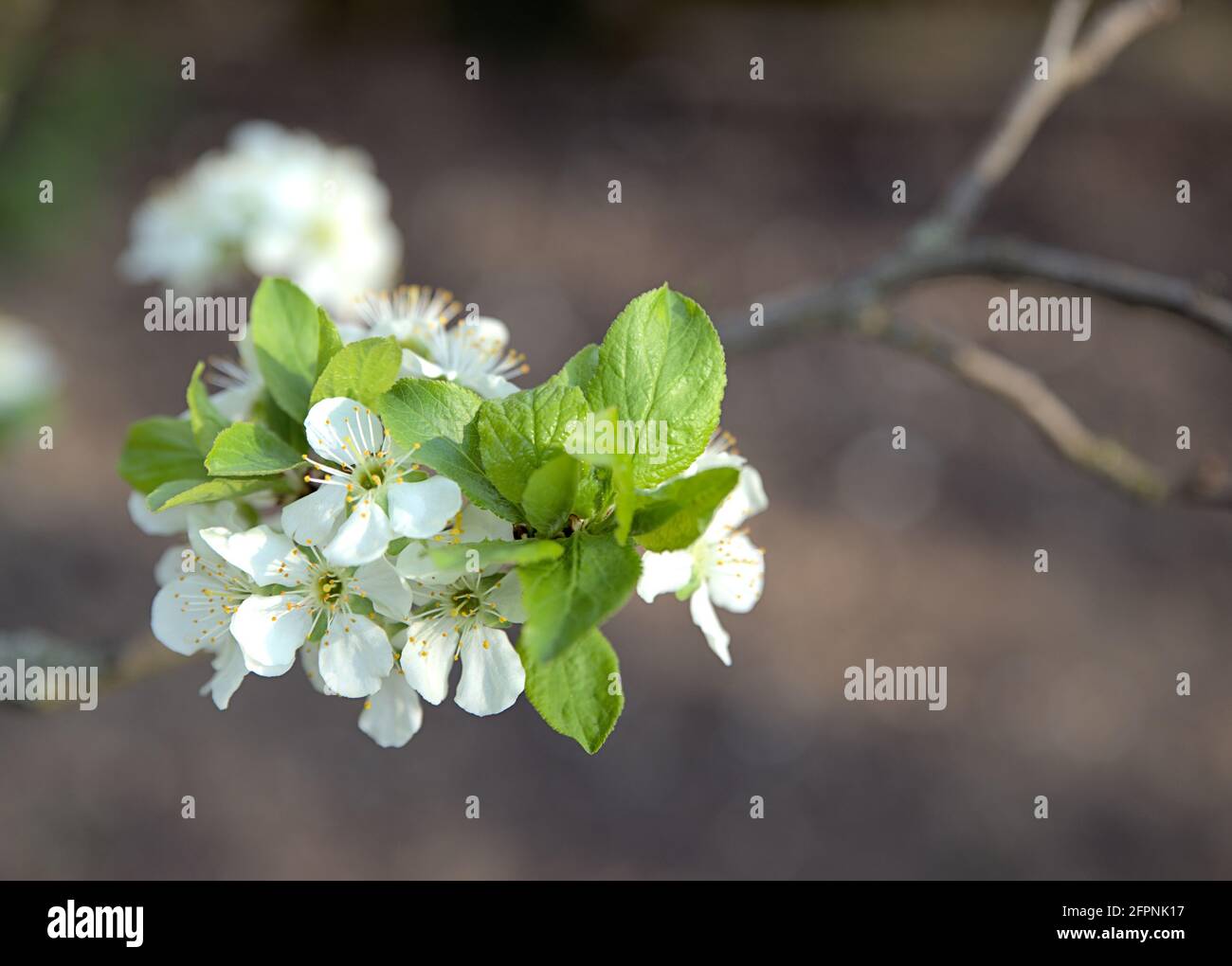 Plum blossoms in garden during spring Stock Photo