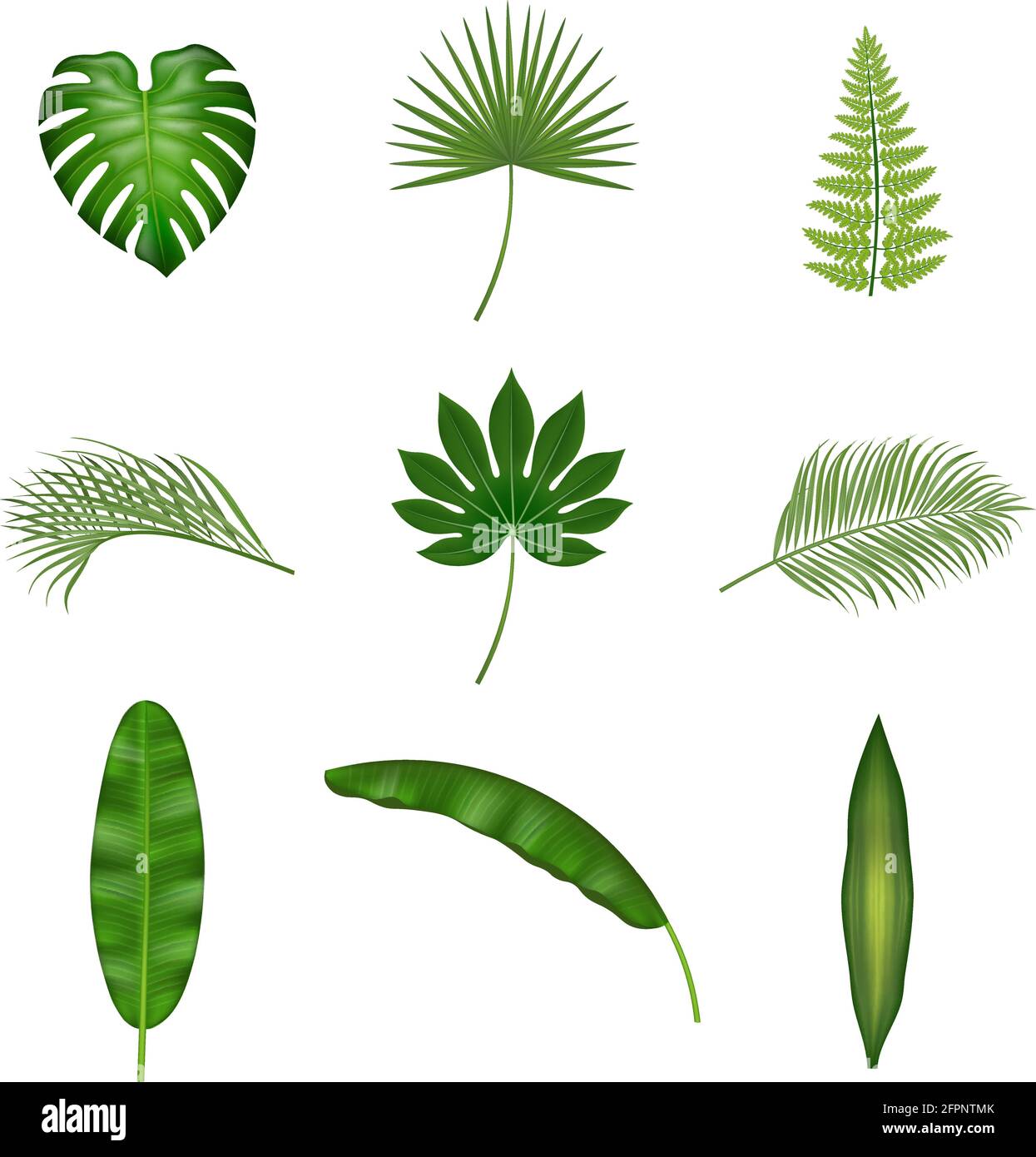 Set of isolated tropical leaves Stock Vector