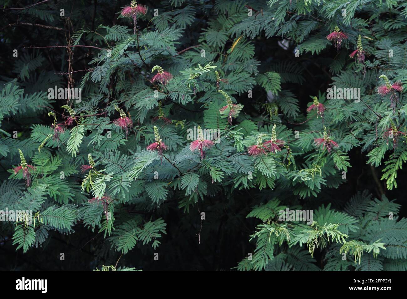 Calliandra calothyrsus with buds and open flowers. Tree pattern background. Stock Photo