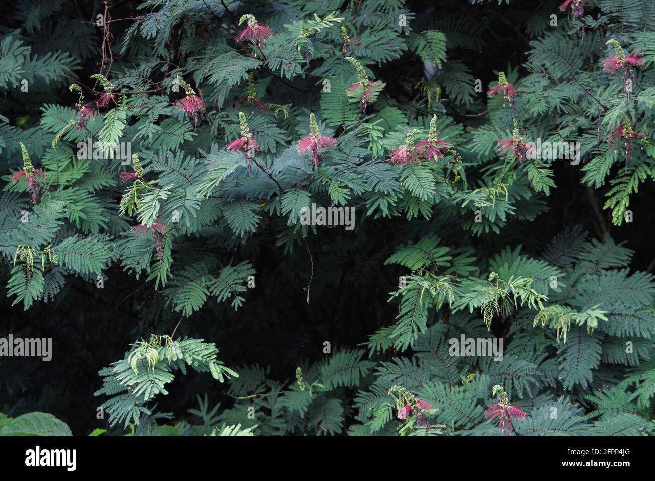 Calliandra calothyrsus with buds and open flowers. Tree pattern background. Stock Photo