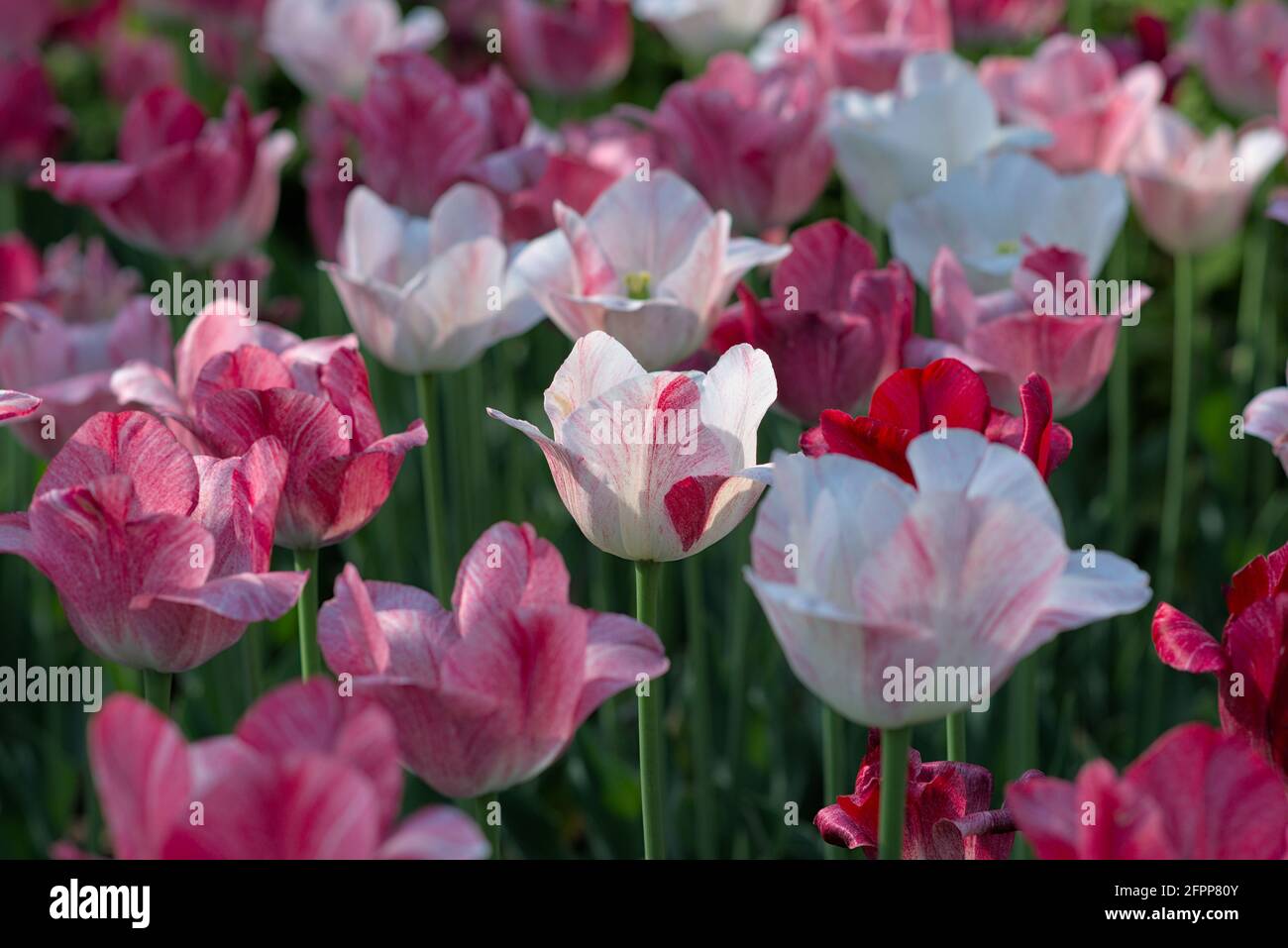 Fantastic pink and white Hemisphere tulips at the Canadian Tulip Festival 2021 in Ottawa, Ontario, Canada. Stock Photo