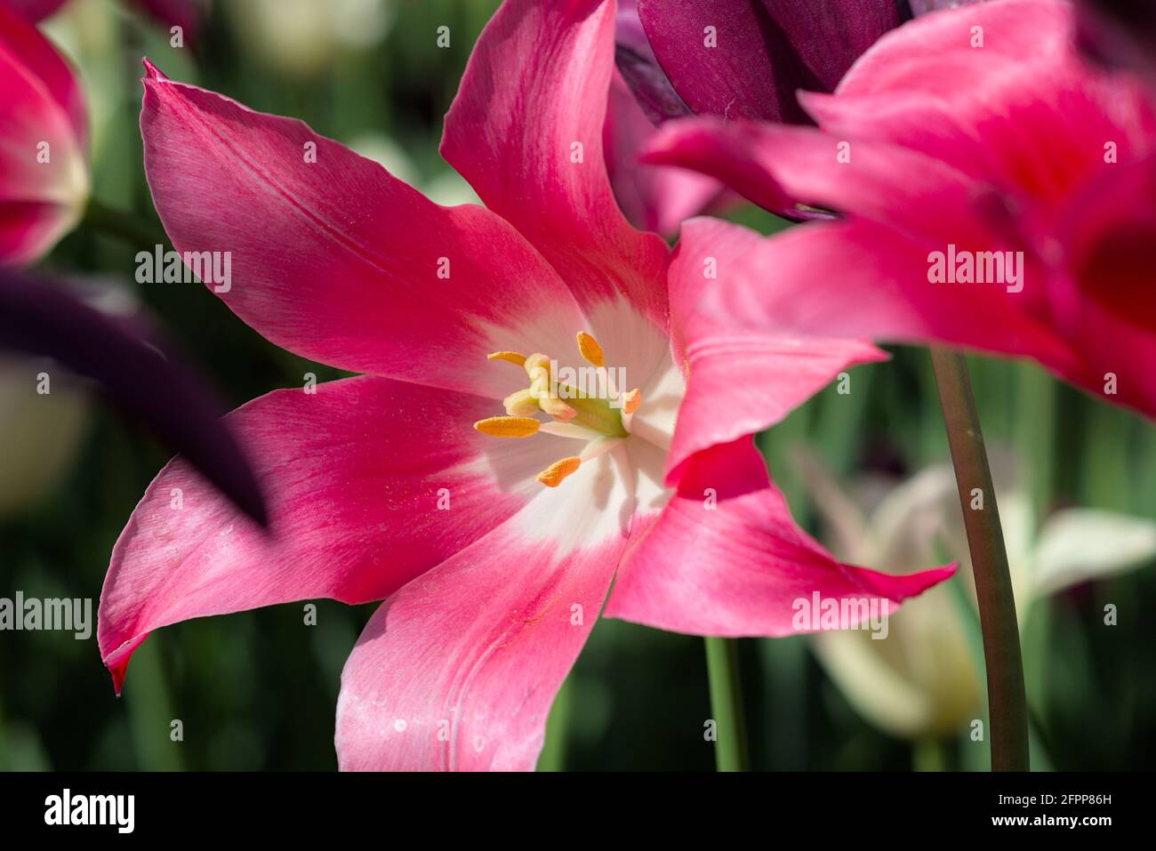 Fantastic pink Mariette tulip fully open at the Canadian Tulip Festival 2021 in Ottawa, Ontario, Canada. Stock Photo