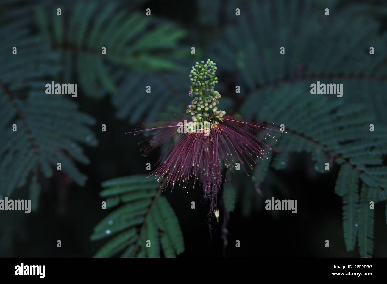 Calliandra calothyrsus with buds and open flowers. Tree pattern ...