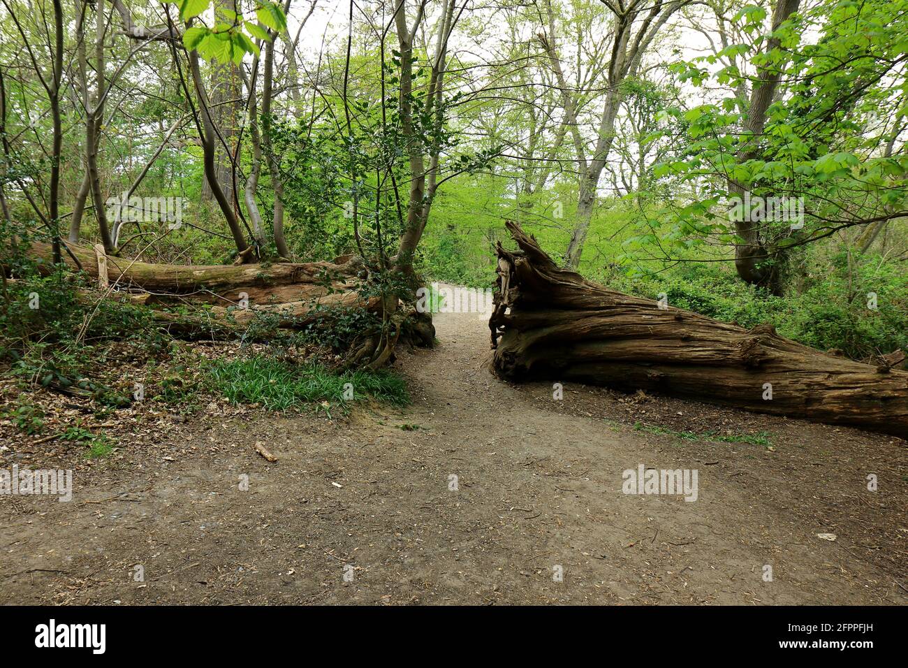 Cleared Tree Path Block A fallen tree blocks the footpath in Ashenbank woods Stock Photo - Alamy