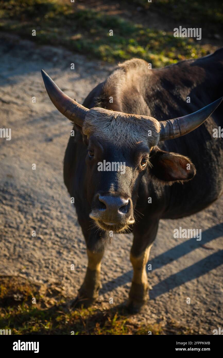 Mithun, Bos frontalis, State Animal of Nagaland, Satakha, Nagaland, India  Stock Photo - Alamy