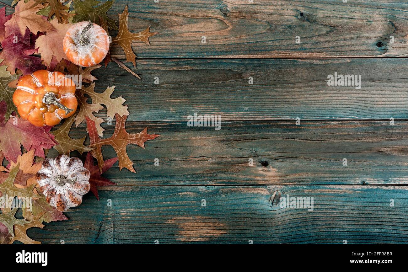 Faded autumn leaves and pumpkins on rustic blue wooden planks for a Thanksgiving holiday background Stock Photo