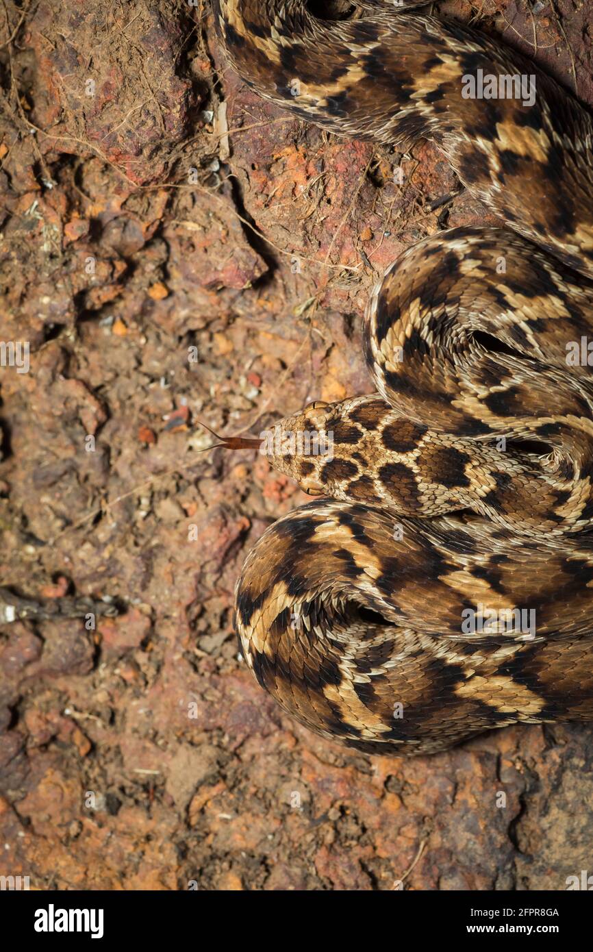 Saw Scaled Viper, Echis carinatus carinatus, Satara, Maharashtra, India Stock Photo