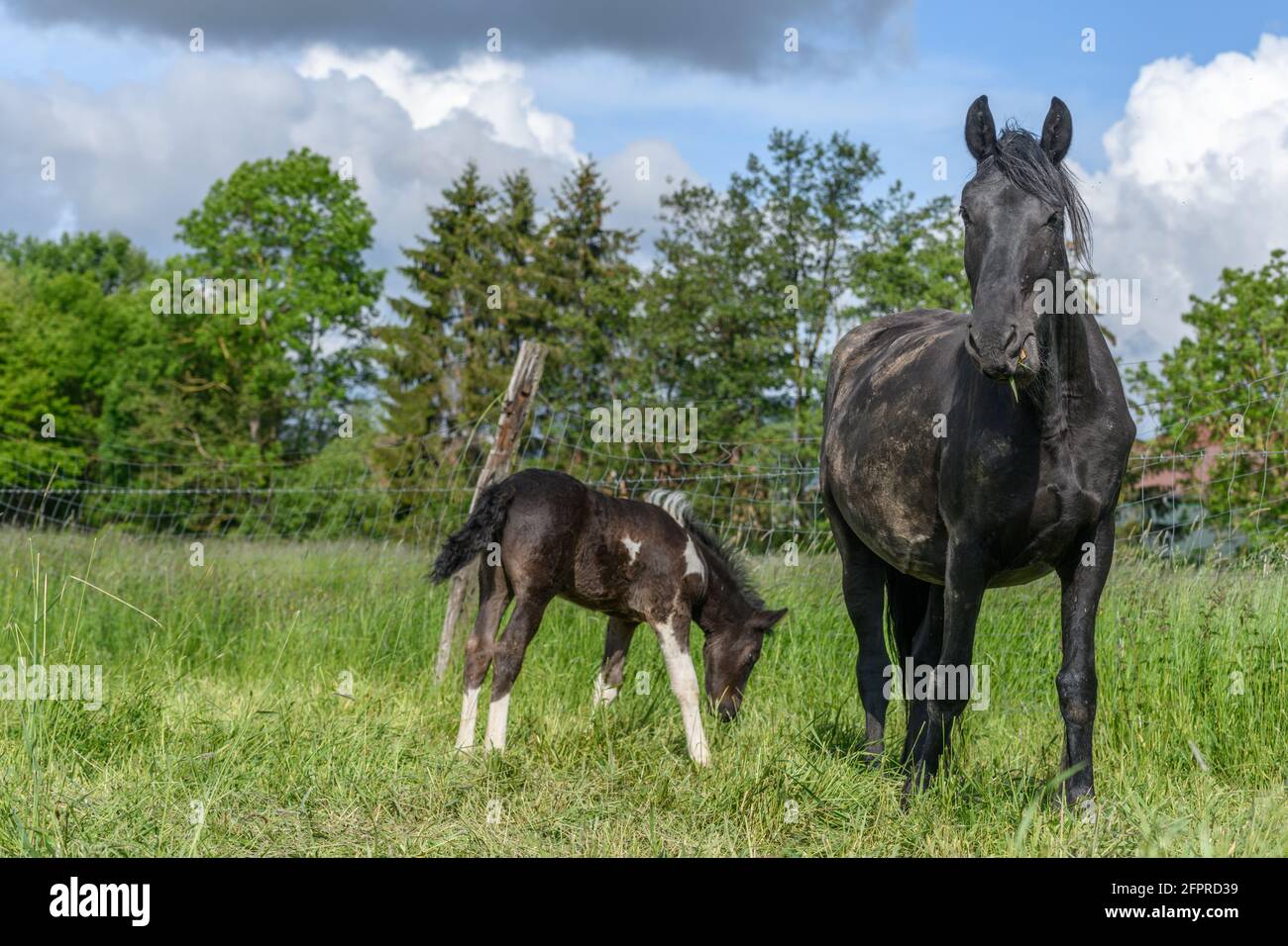 Foal with its mother in a pasture. Horses in the French countryside in ...