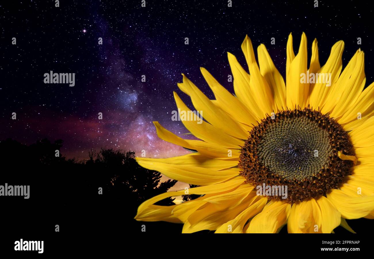 Sunflower at night Stock Photo Alamy