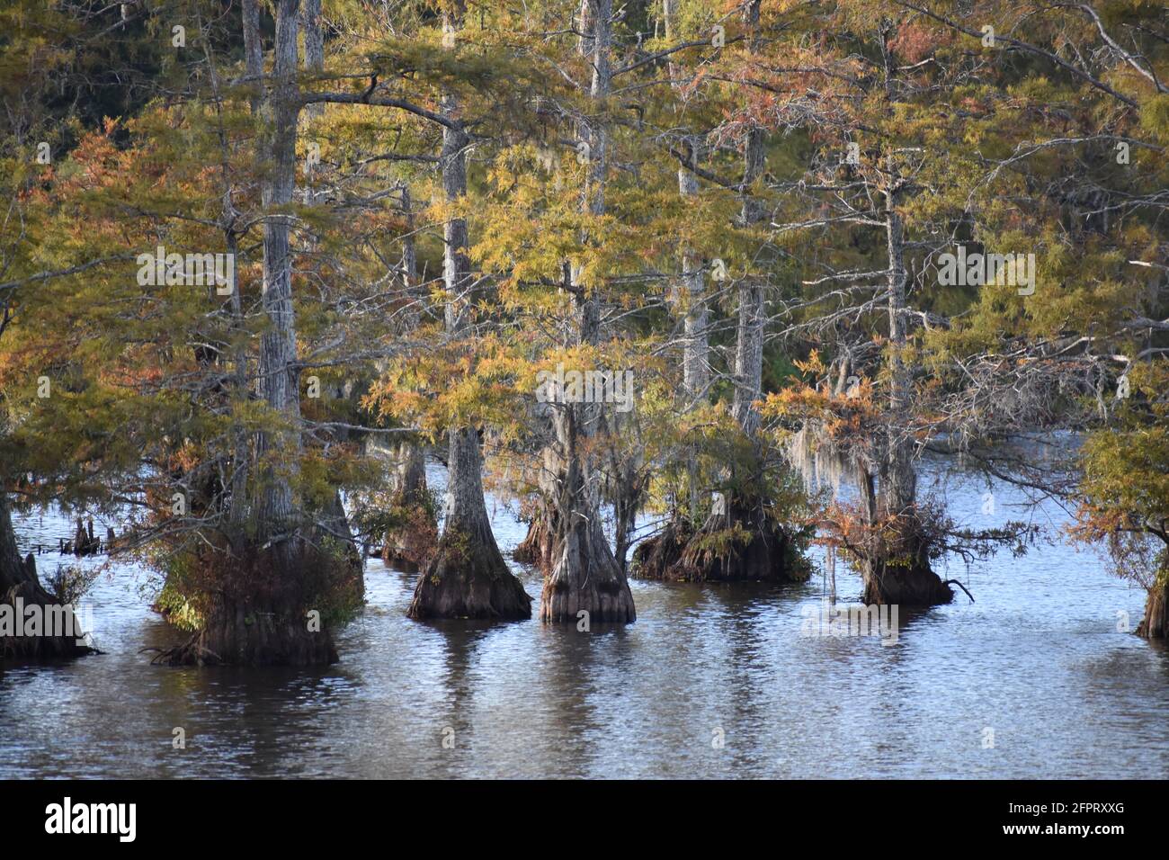 cypress trees in the black bayou Stock Photo
