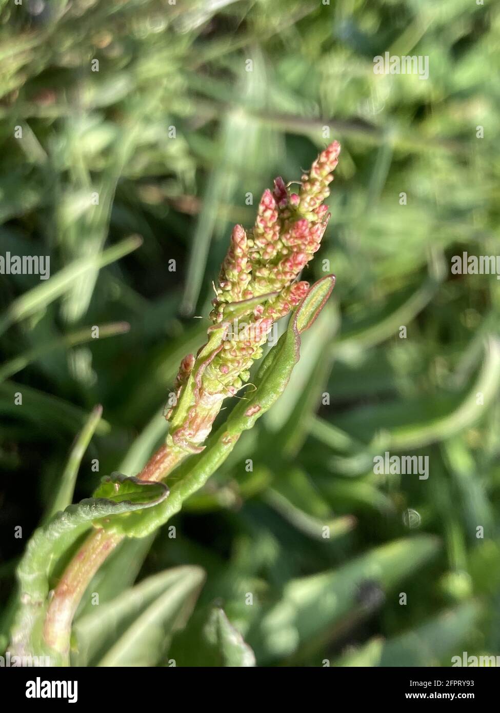 Closeup of grassleaf orache plant (Atriplex littoralis) Stock Photo