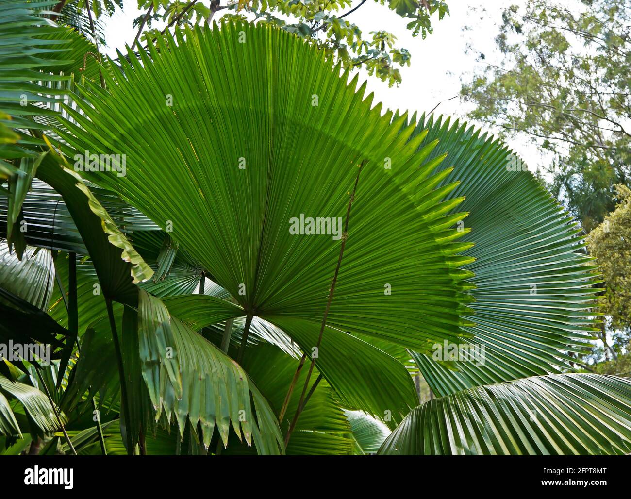 Fan palm tree leaves on tropical garden Stock Photo - Alamy