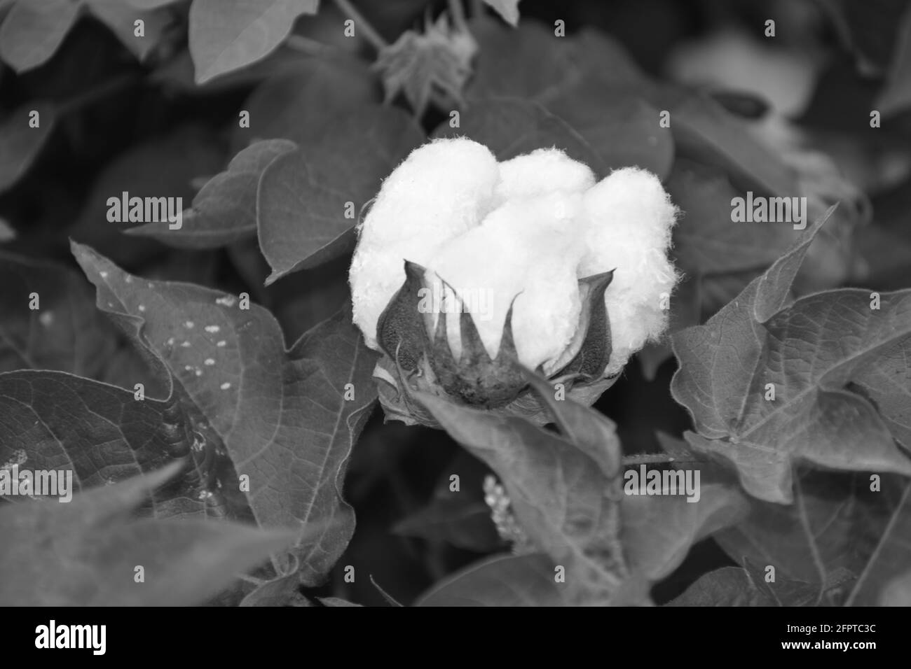 single cotton boll in black and white Stock Photo Alamy