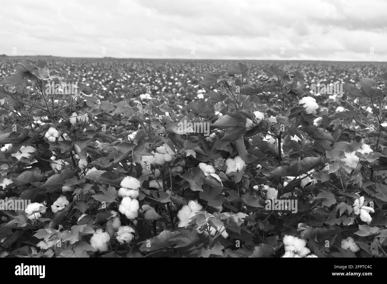 black and white image of a cotton field Stock Photo Alamy