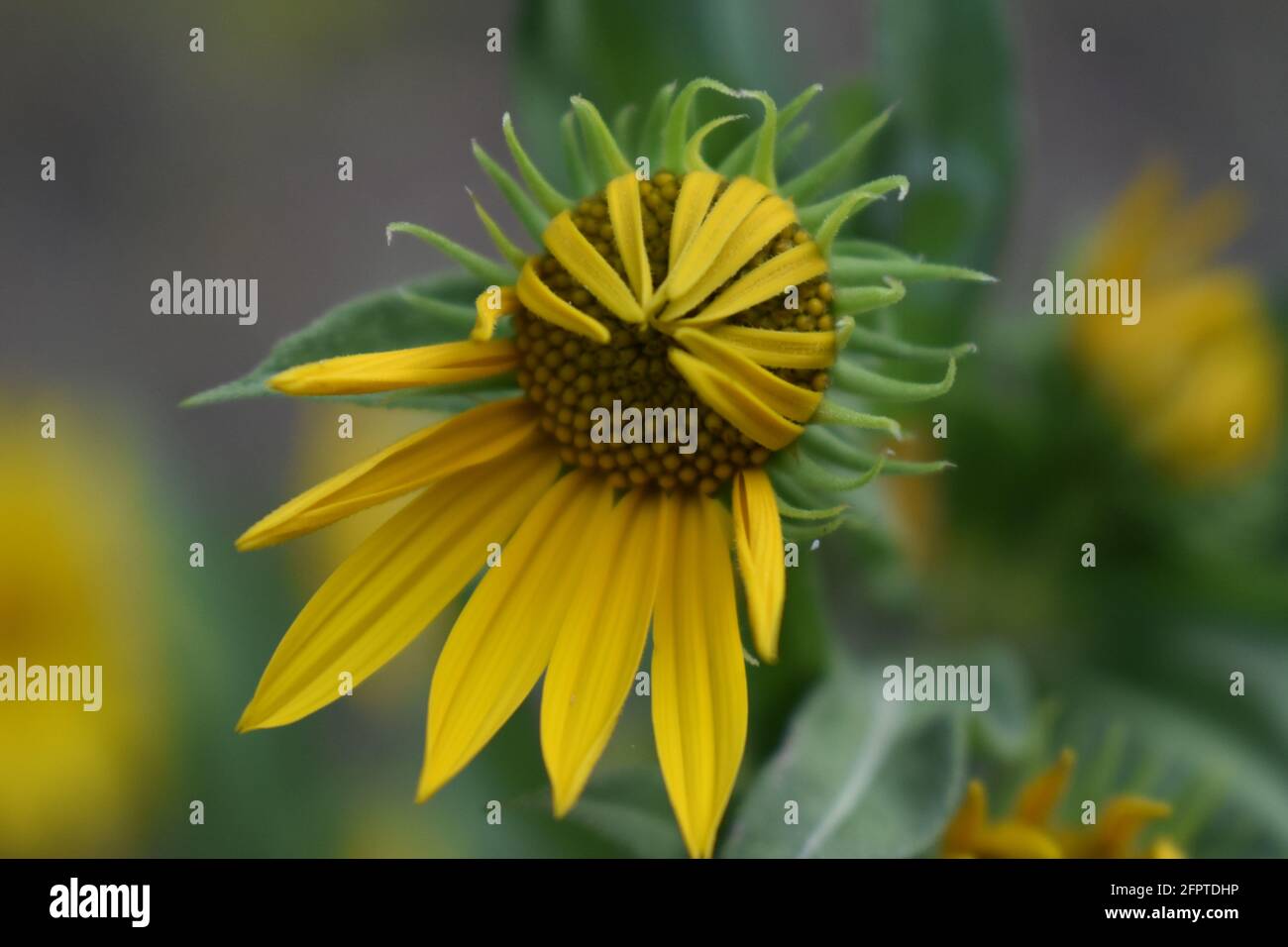Half closed petals on a sunflower Stock Photo - Alamy