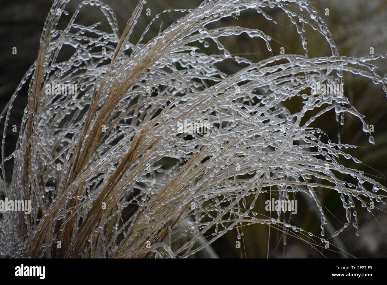 Frozen Stipa tenuissima or mexican feather grass Stock Photo
