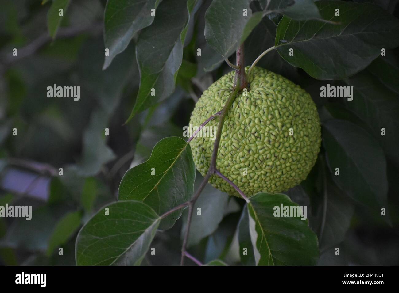 Bodark tree hires stock photography and images Alamy