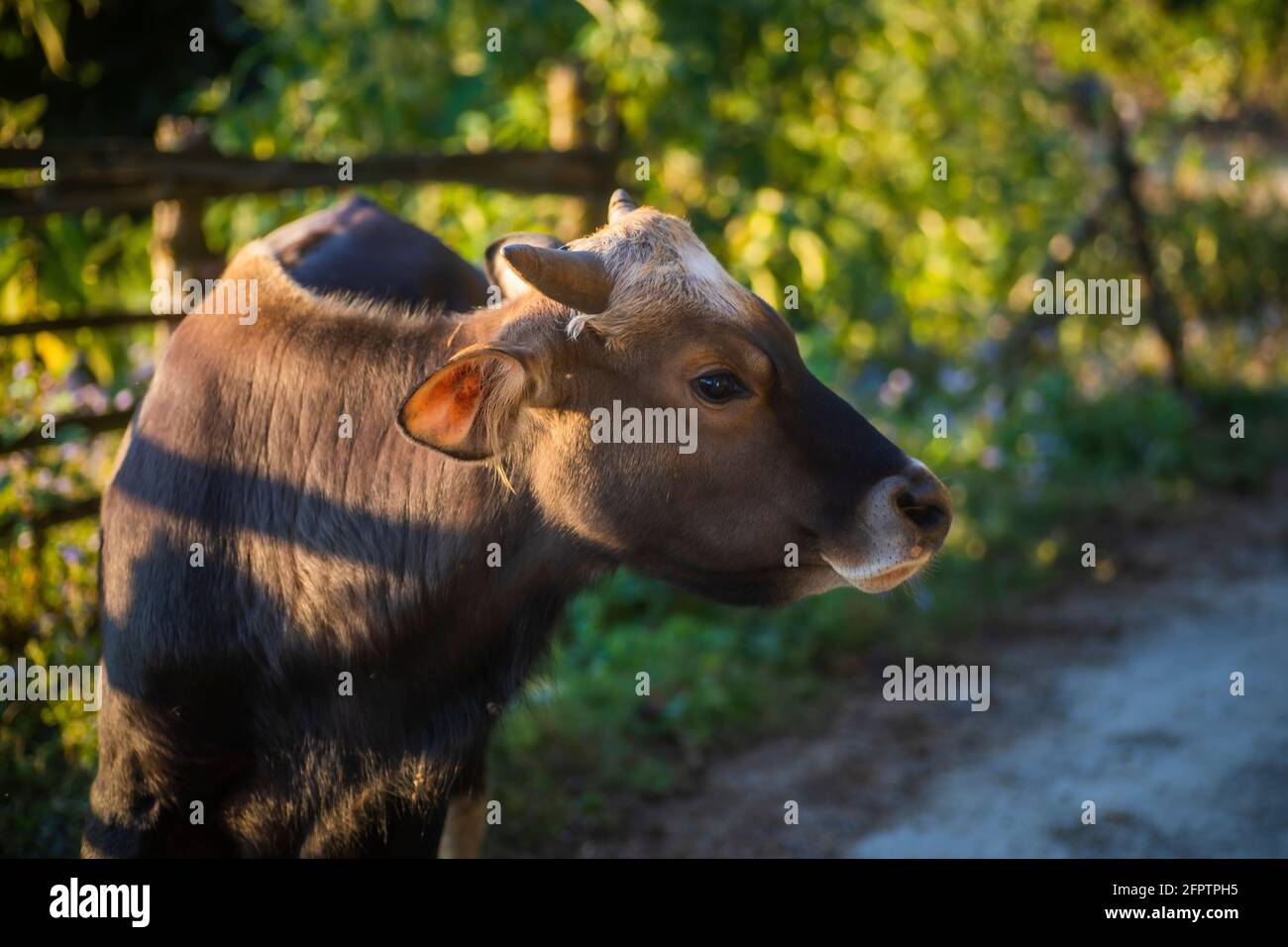 Mithun, Bos frontalis, State Animal of Nagaland, Satakha, Nagaland, India Stock Photo - Alamy Mithun, Bos frontalis, State Animal of Nagaland, Satakha, Nagaland, India Stock Photo - Alamy