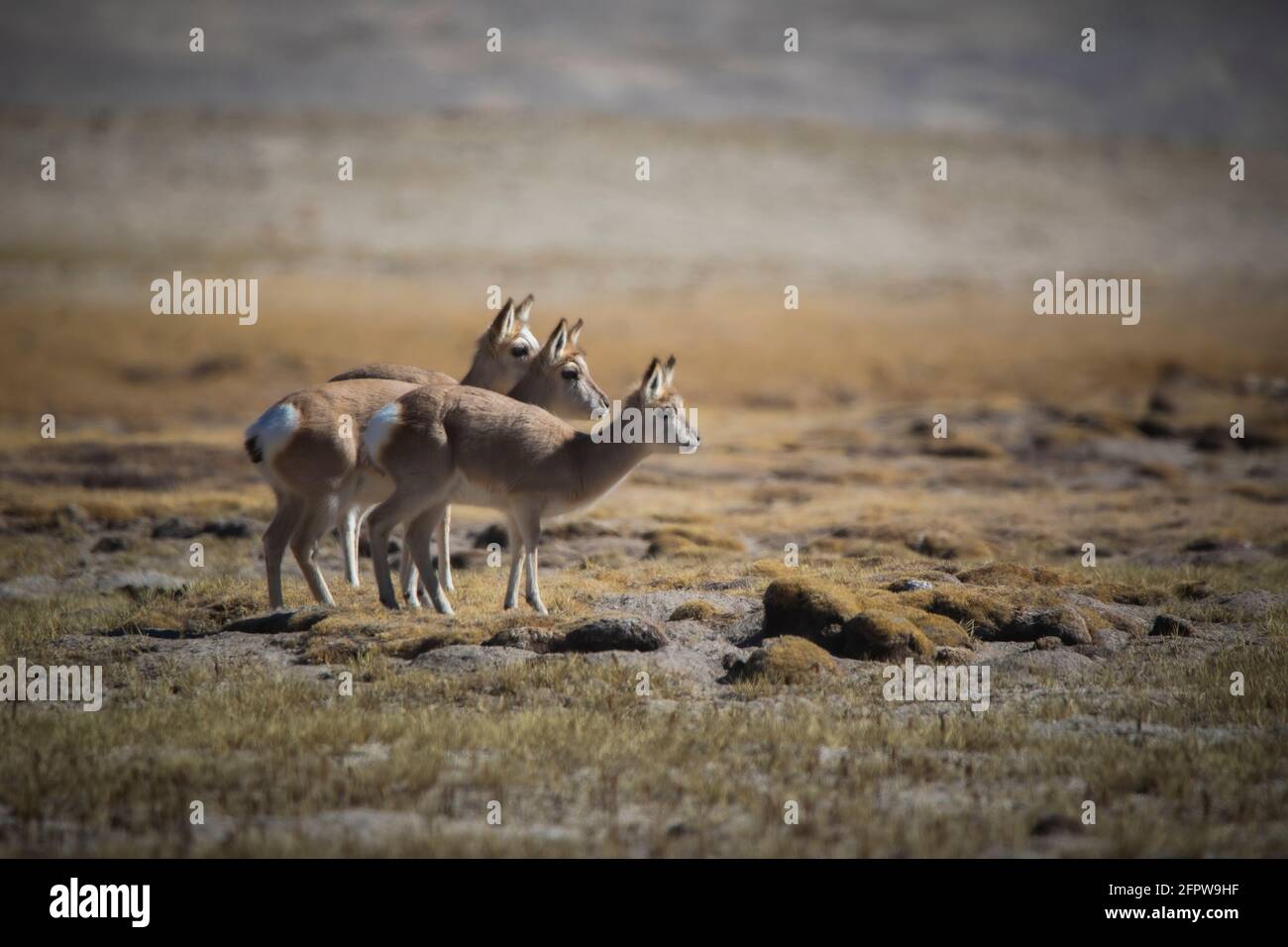 Tibetan Gazelle, Procapra picticaudata, Gurudonmar, Sikkim, India Stock Photo