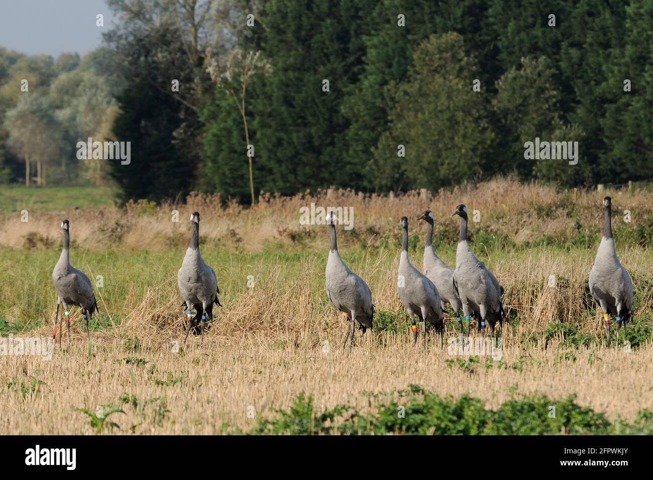 Flock of Common / Eurasian cranes Grus grus, released by the Great Crane Project onto the Somerset Levels and Moors, standing alert in Barley stubble. Stock Photo