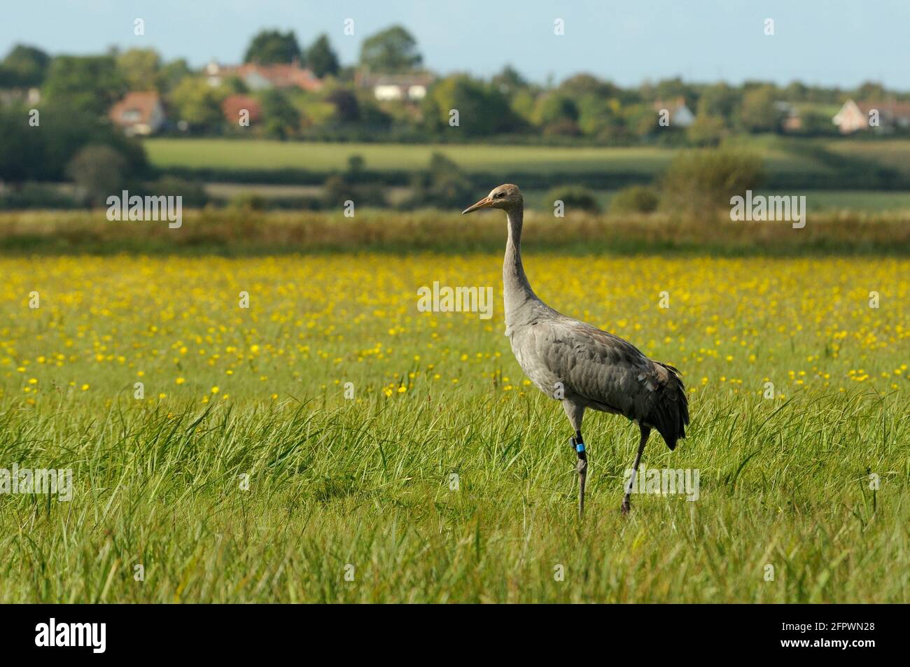 Juvenile Common / Eurasian crane (Grus grus) released by the Great Crane Project, standing in a meadow among Autumn hawkbit , Somerset Levels, UK. Stock Photo