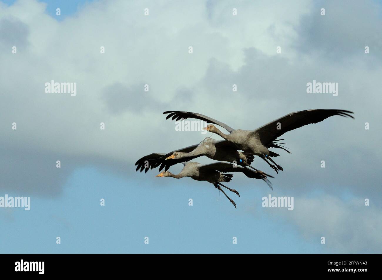 Three Juvenile Common / Eurasian cranes (Grus grus) released by the Great Crane Project, in flight over the Somerset Levels and Moors, Somerset, UK Stock Photo