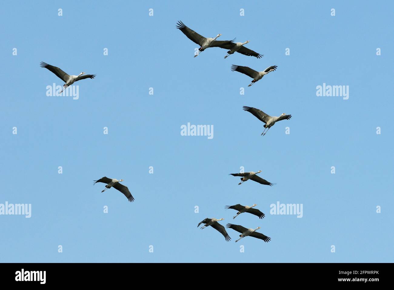 Flock of Common / Eurasian cranes (Grus grus) juveniles released by the Great Crane Project, approaching in flight, Somerset Levels and Moors, UK. Stock Photo
