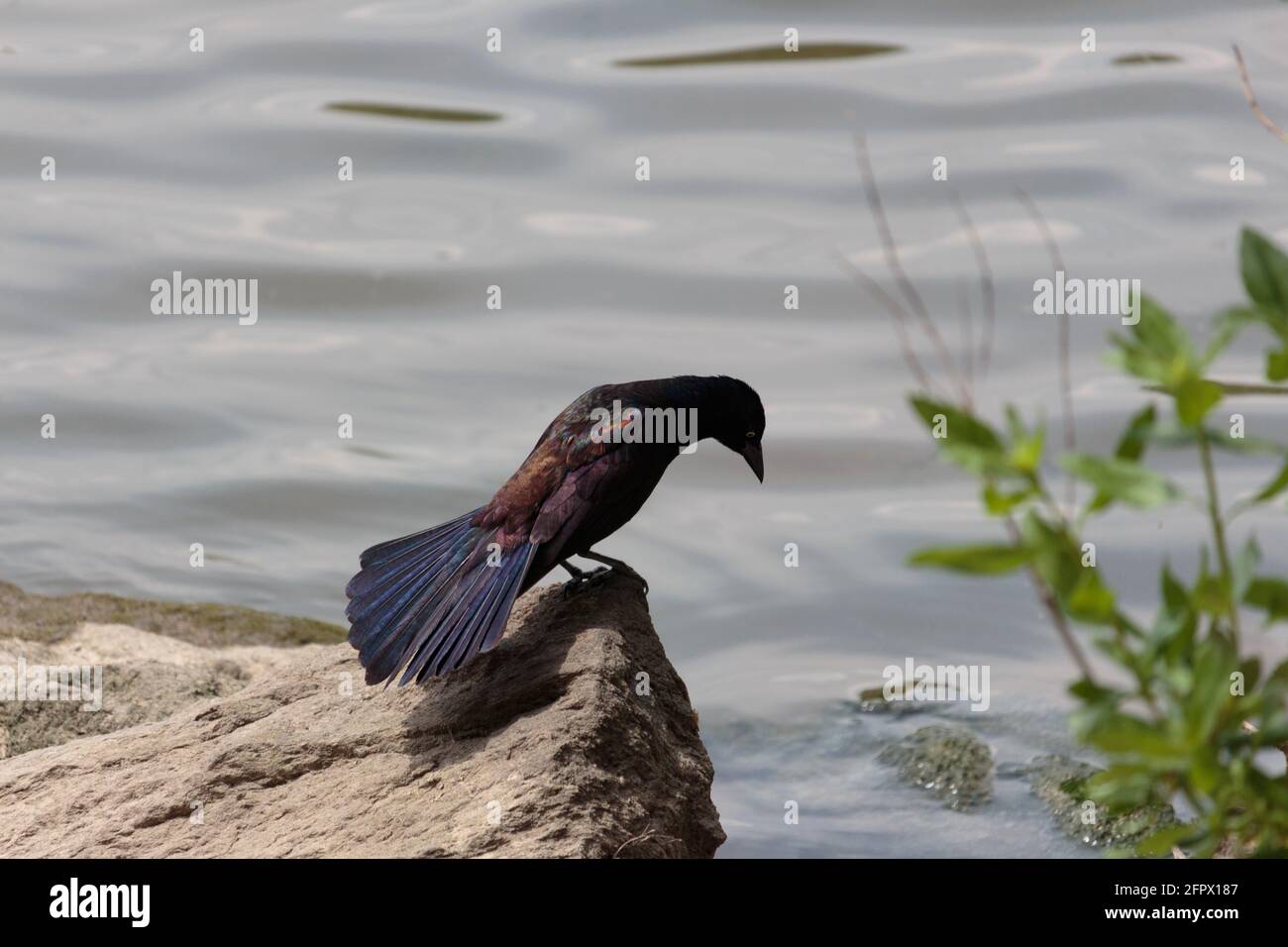 Black tail feathers hi-res stock photography and images - Alamy