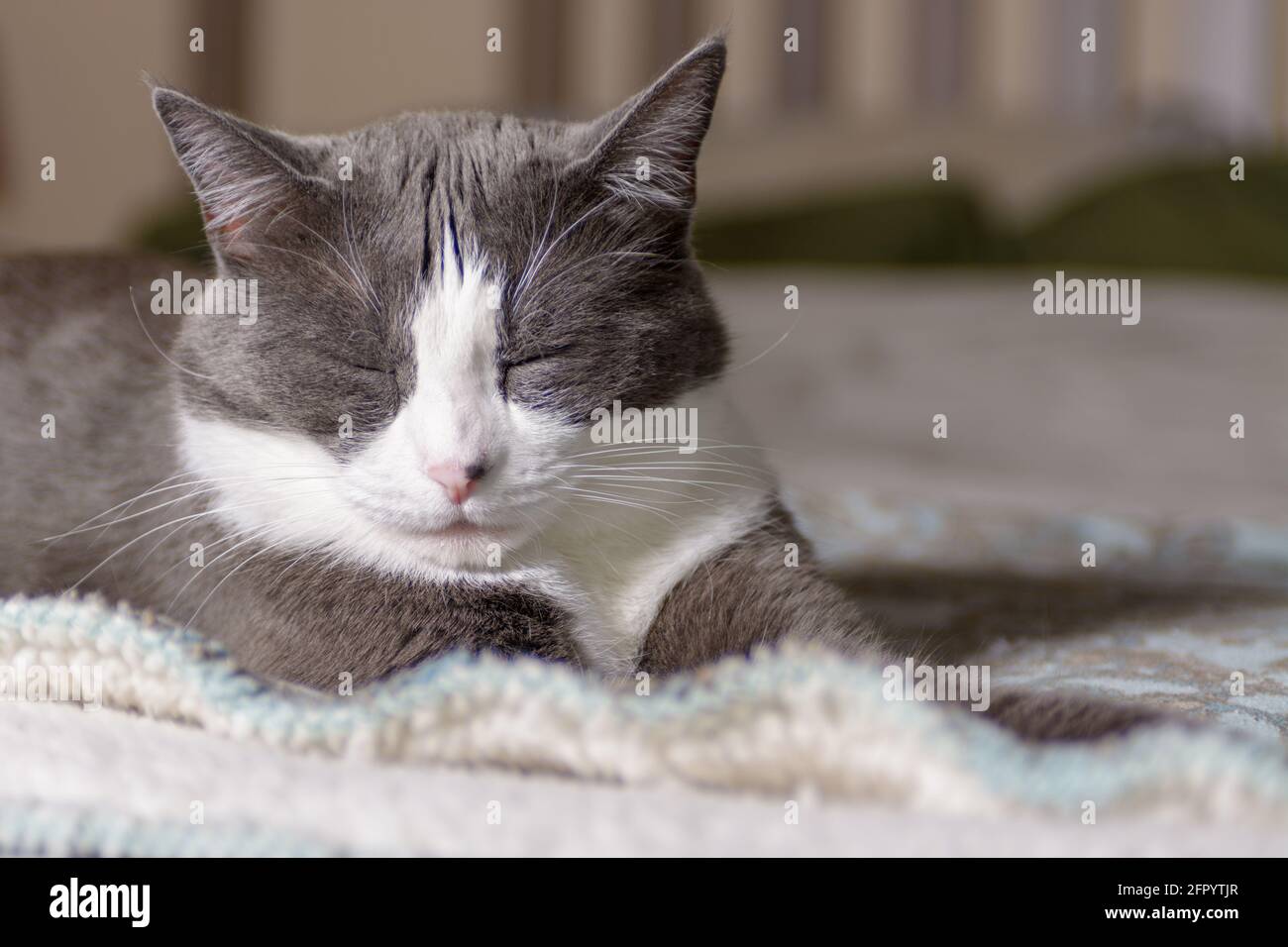 Gray and white cat sleeping in the sun light Stock Photo - Alamy