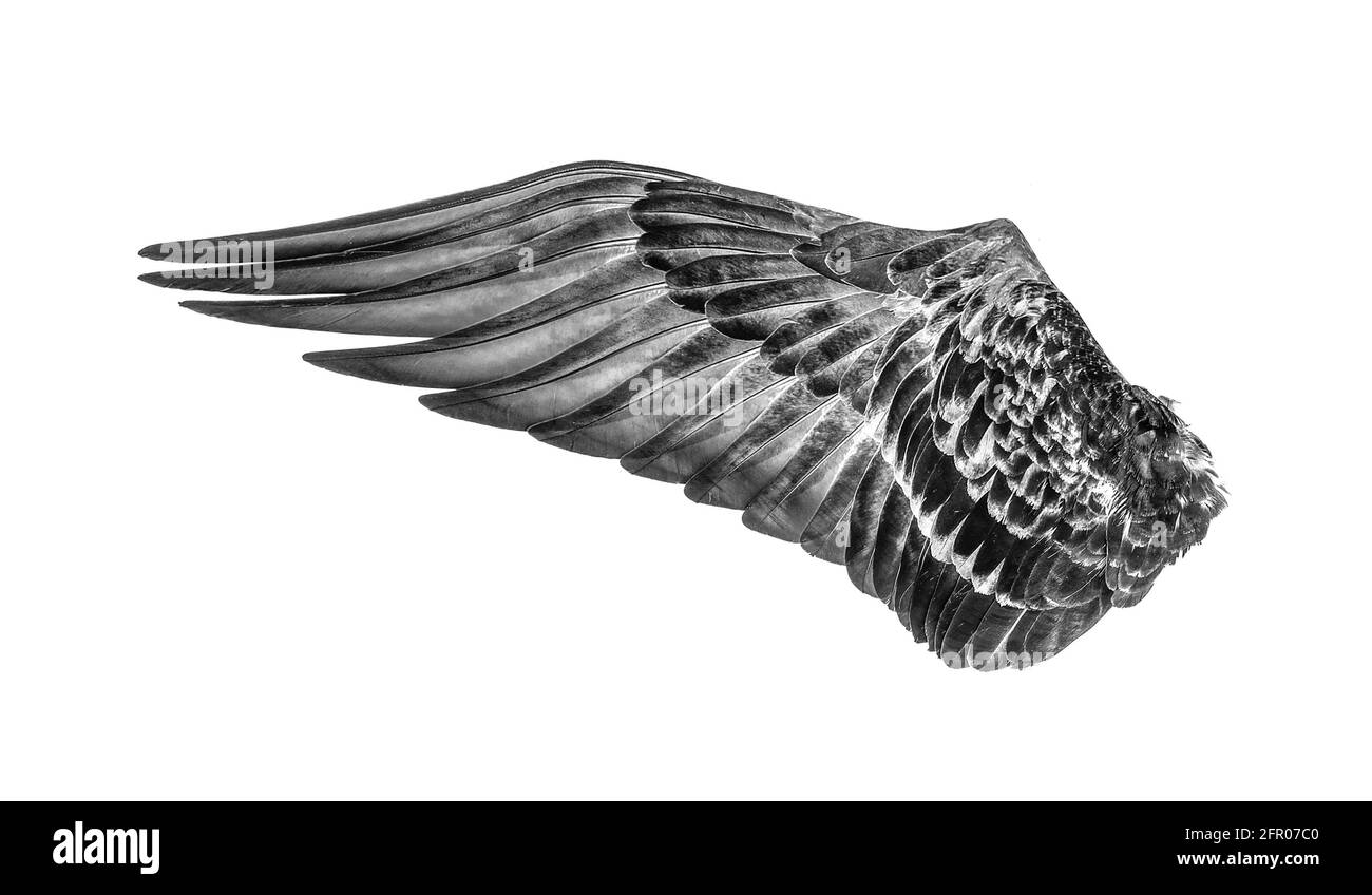 wings of birds isolated on white background Stock Photo - Alamy