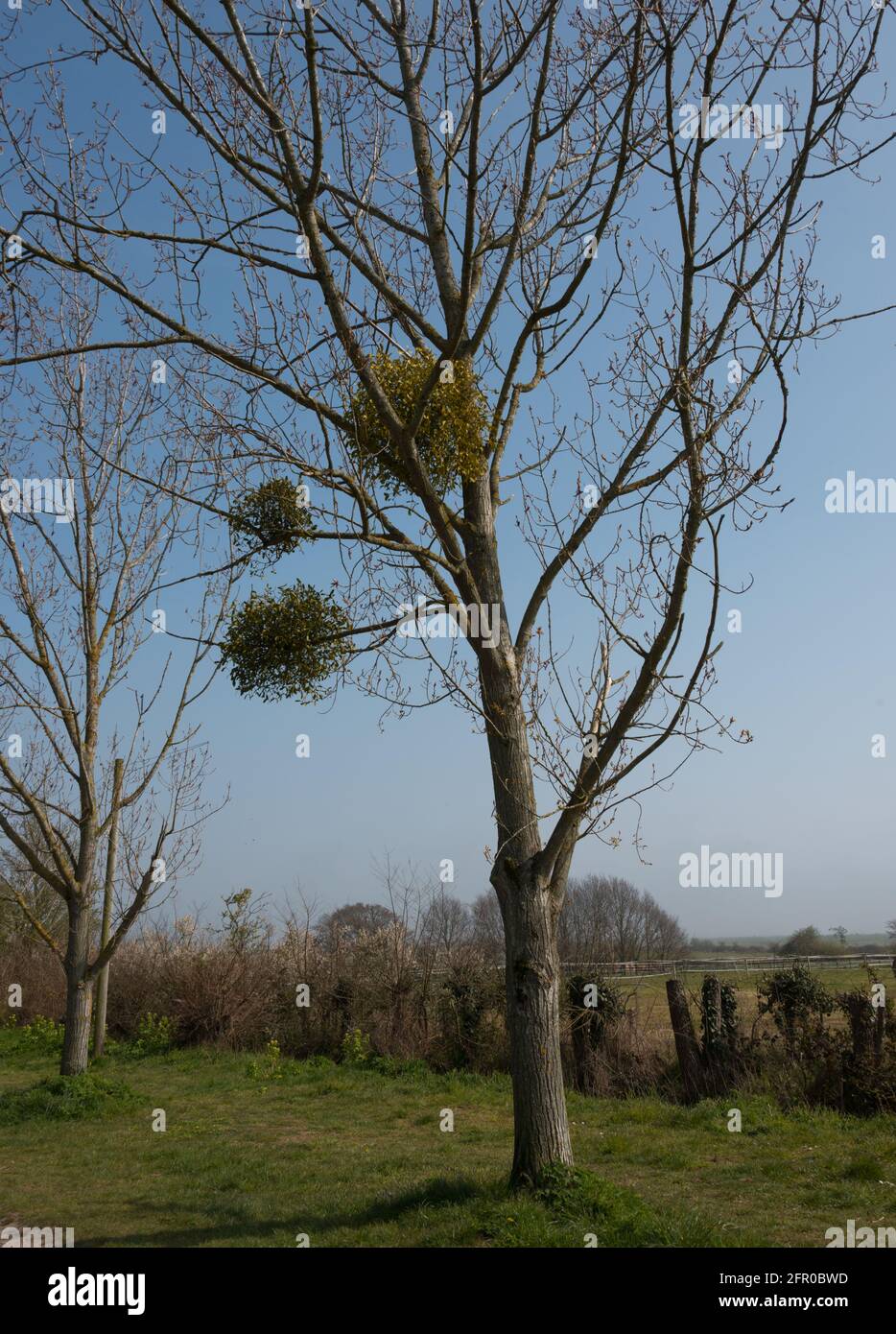 £ balls of mistletoe growing in a tree Stock Photo