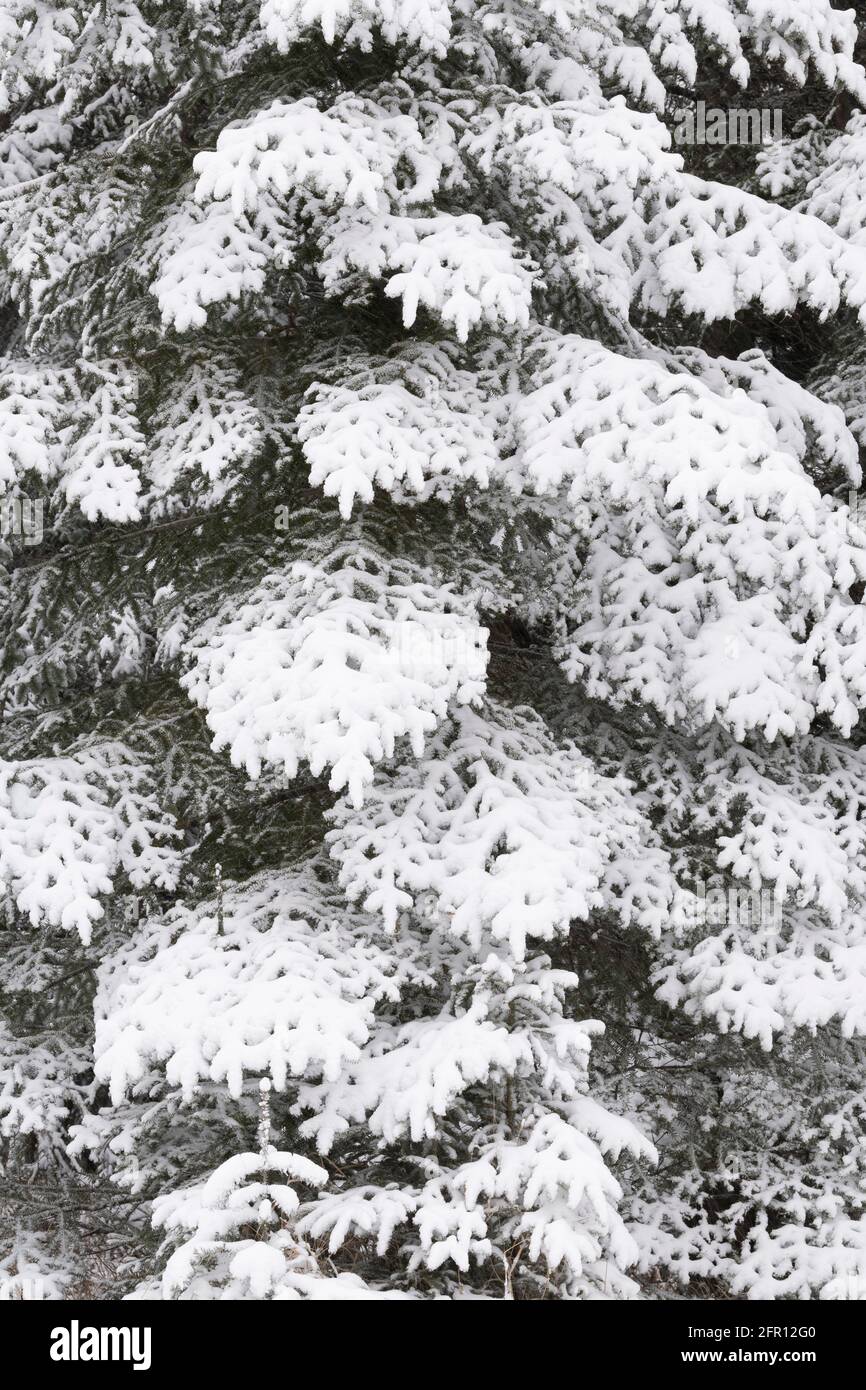Fresh snow on evergreen trees, Minnesota, USA, by Dominique Braud