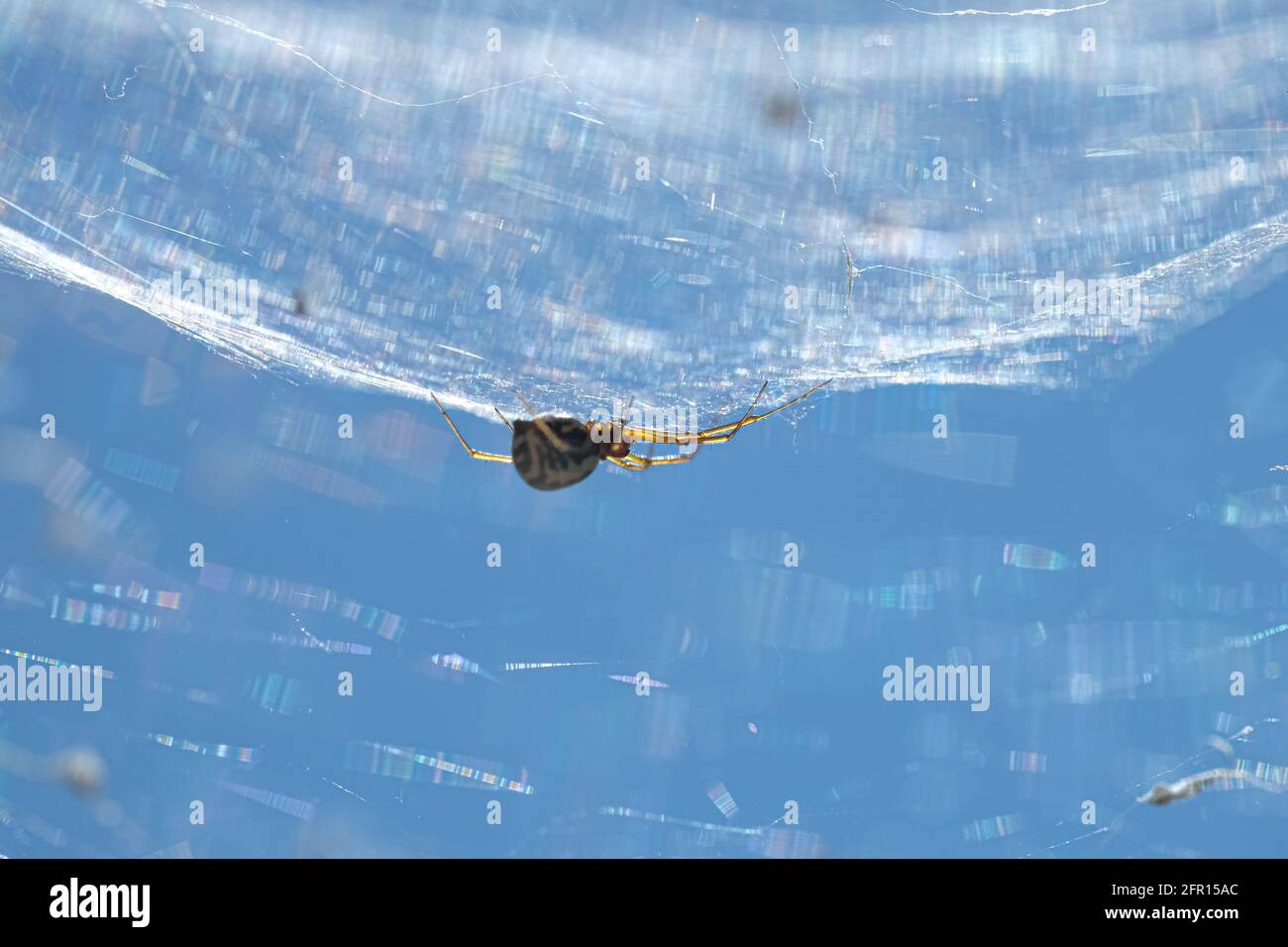 Spider insect macro view while hunting on his web in wild ecosystem ...