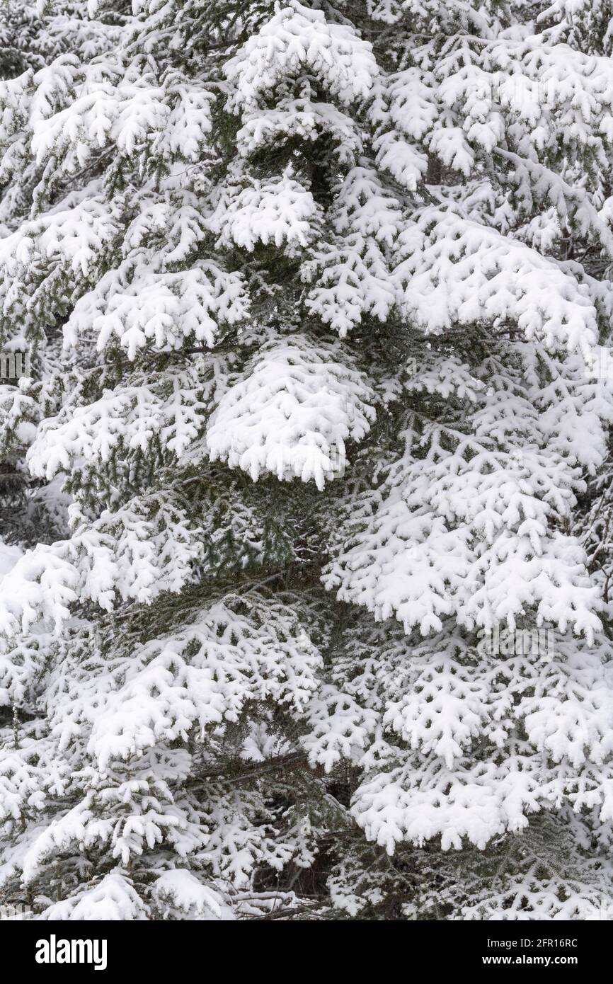 Fresh snow on evergreen trees, Minnesota, USA, by Dominique Braud