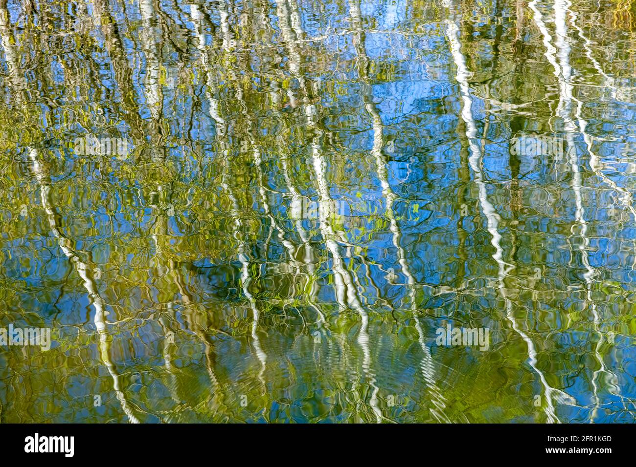 Tree reflections in Thomas Lake, Eagan, Minnesota. Mid-April. Stock Photo