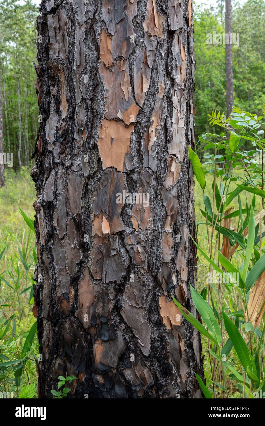 Burnt bark of Longleaf Pine (Pinus palustris, Gulf coastal plain, USA, by James D Coppinger/Dembinsky Photo Assoc Stock Photo