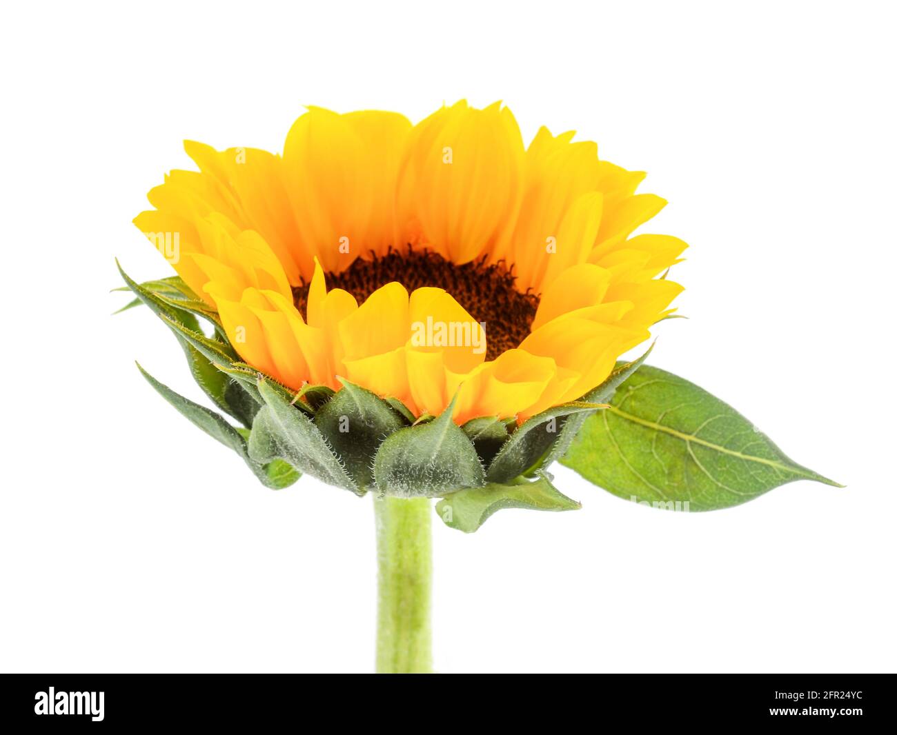 Sunflower isolated on white background Stock Photo - Alamy