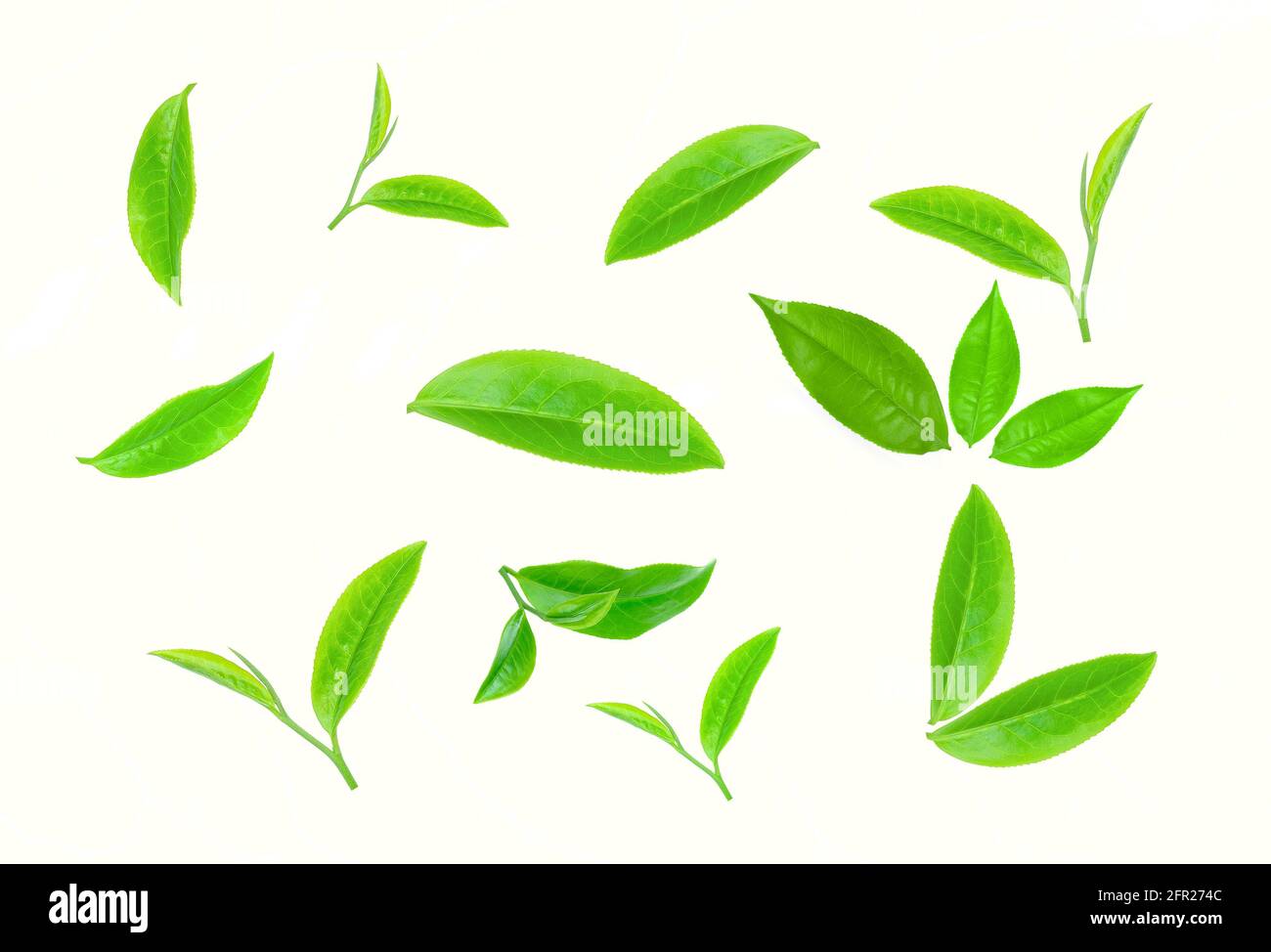 green tea leaf isolated on white background Stock Photo - Alamy