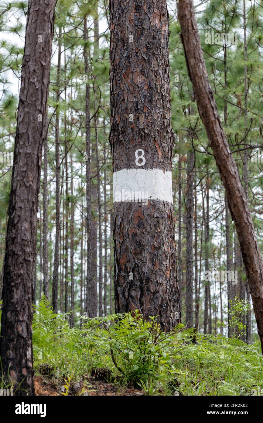 Longleaf Pine tree with active Red-cockaded woodpecker nest, Northwestern Florida, USA, by James D Coppinger/Dembinsky Photo Assoc Stock Photo