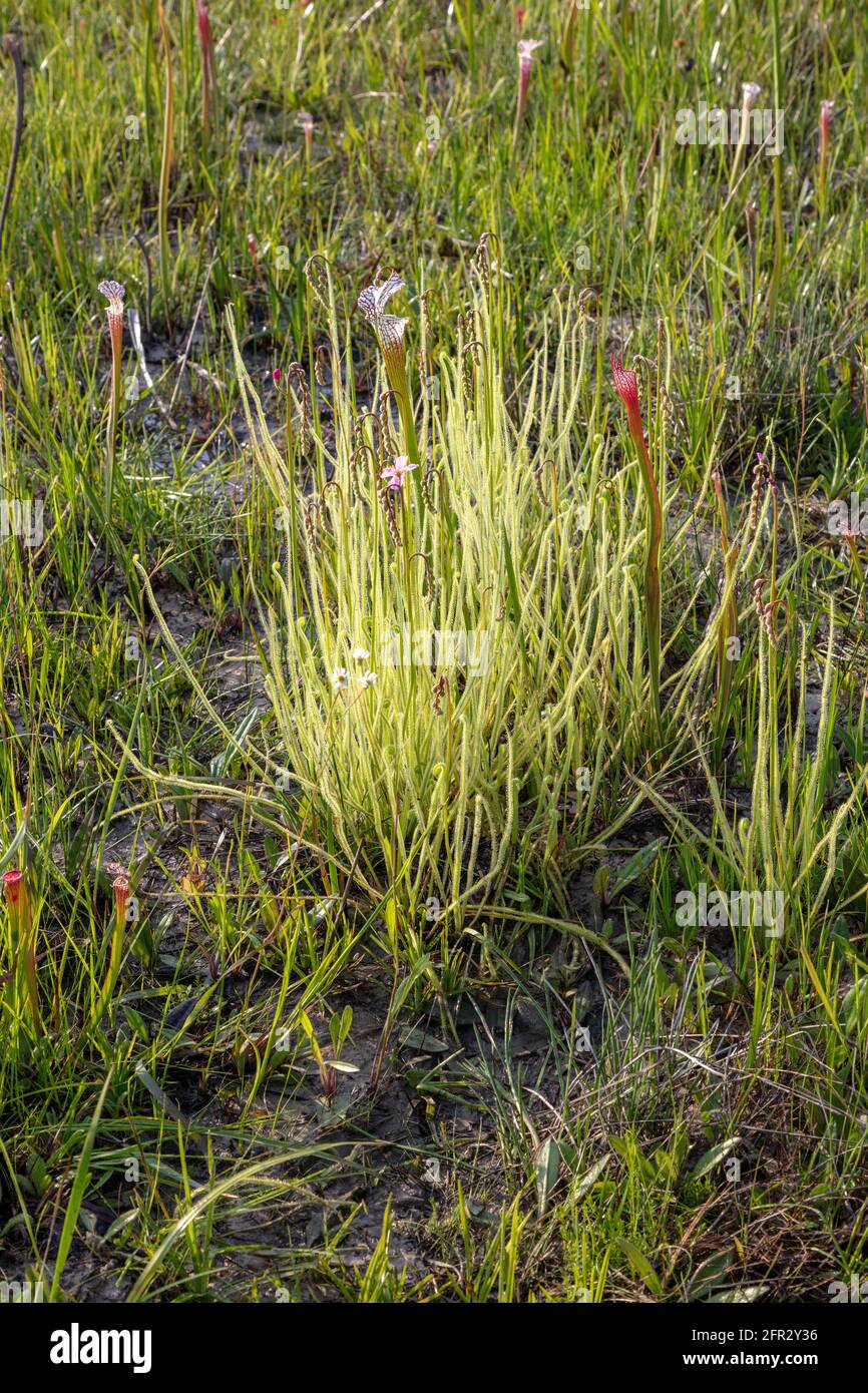 Thread-leaved Sundew (Drosera tracyi), hillside seepage bog, Gulf Coast, SE USA, by James D Coppinger/Dembinsky Photo Assoc Stock Photo