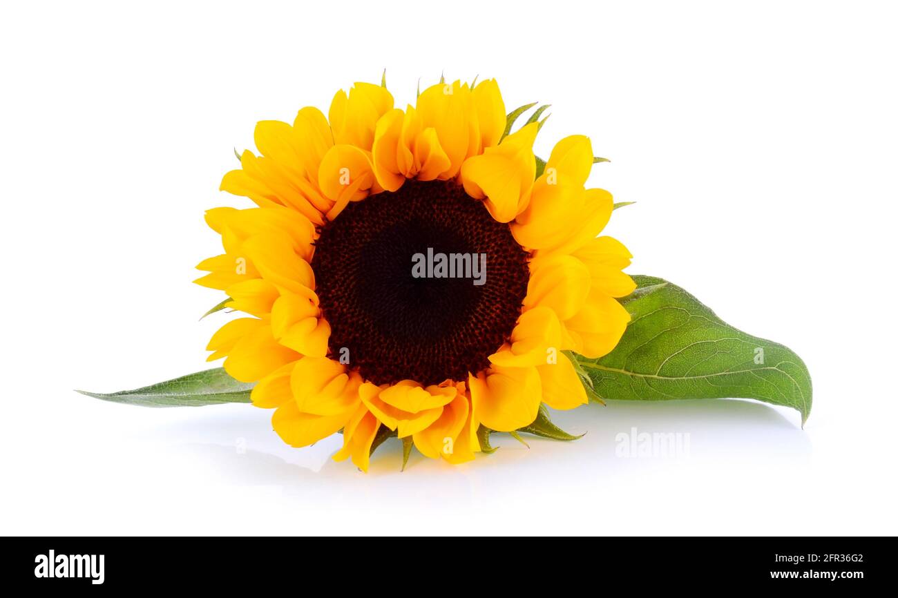 Sunflower isolated on white background Stock Photo - Alamy