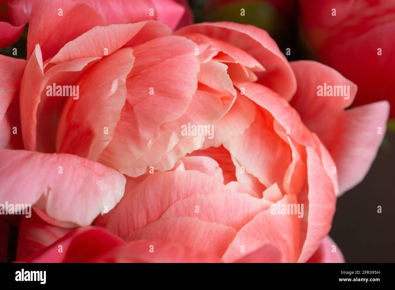 Close up of petals of a pink peony flower in bloom Stock Photo
