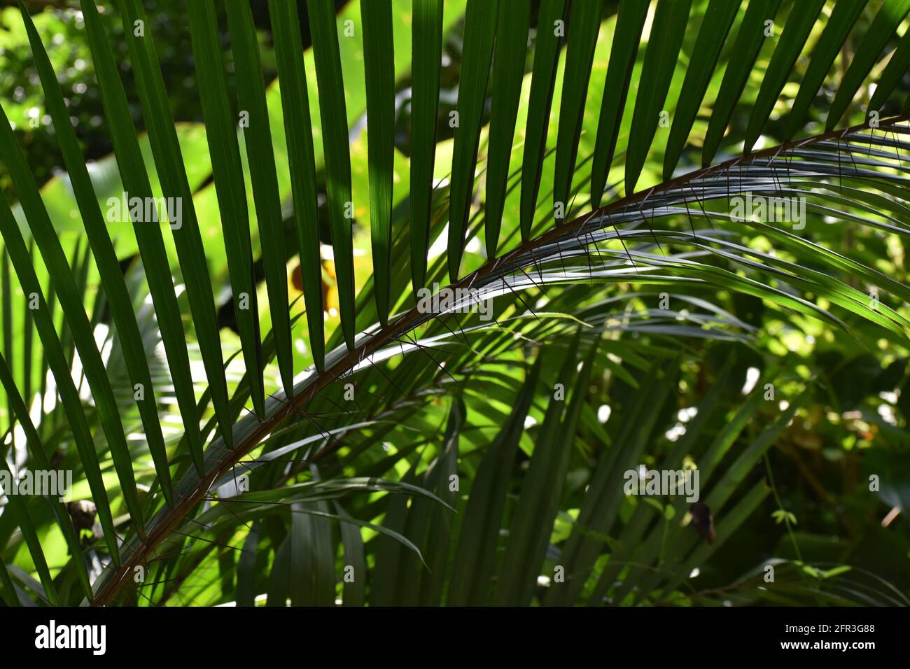 artificial snake plant Artificial Snake Plant | Plants main image 0