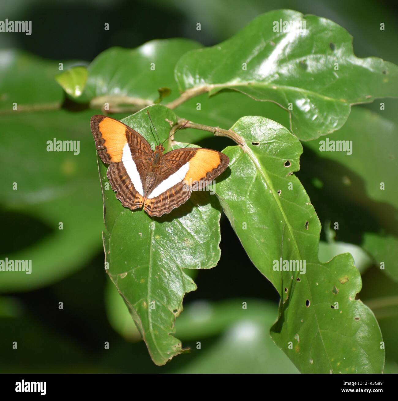 Adelpha cytherea, commonly known as the smooth banded sister butterfly, seen in the Tabaquite forest during the 8th annual Bioblitz in Trinidad. Stock Photo