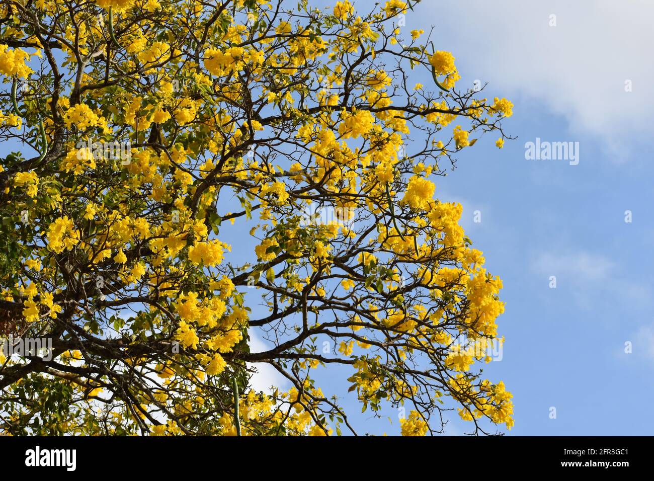 Yellow flowering poui tree in the Queen's Park Savannah, Port-of-Spain, Trinidad and Tobago. Stock Photo