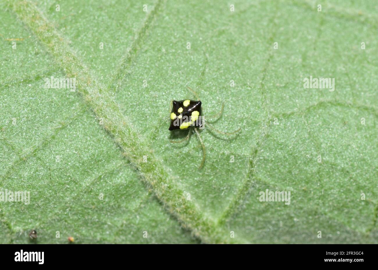 A cobweb spider, scientifically known as Theridula gonygaster, on the leaf of an eggplant trees. Stock Photo