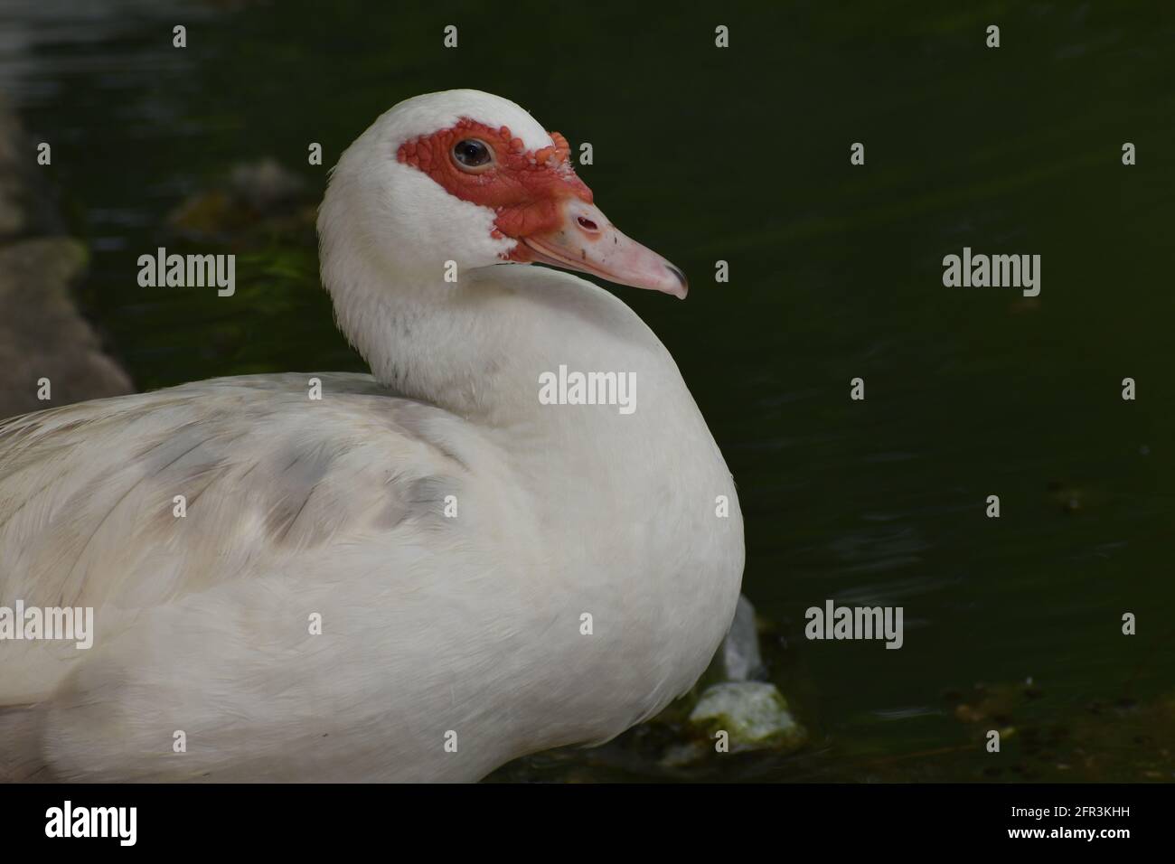 White Muscovy duck in St. John, Barbados. Stock Photo