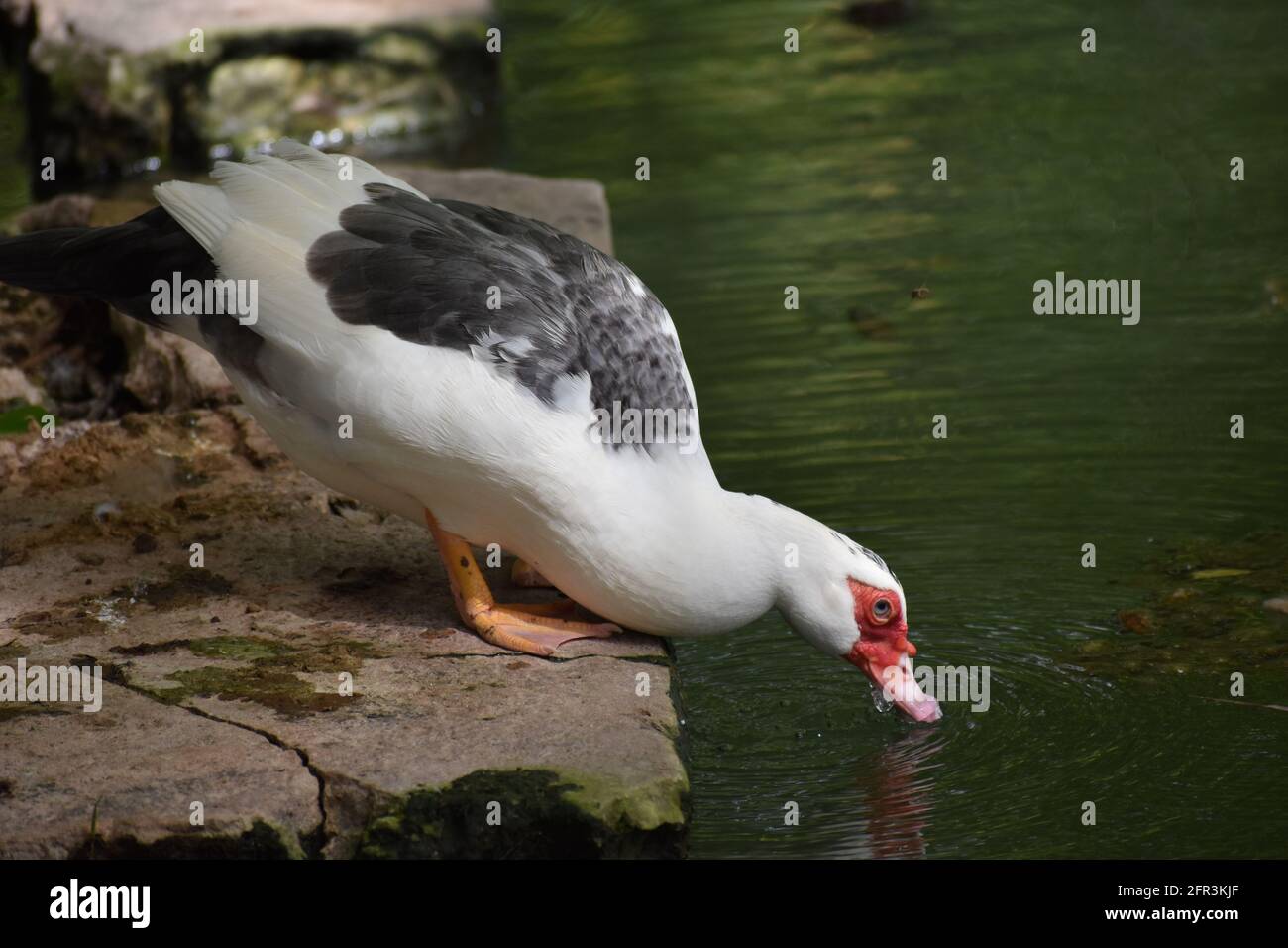 White Muscovy duck in St. John, Barbados. Stock Photo