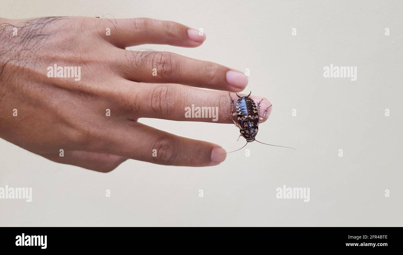 A brown cockroach crawling on the finger of a human hand Stock Photo Alamy